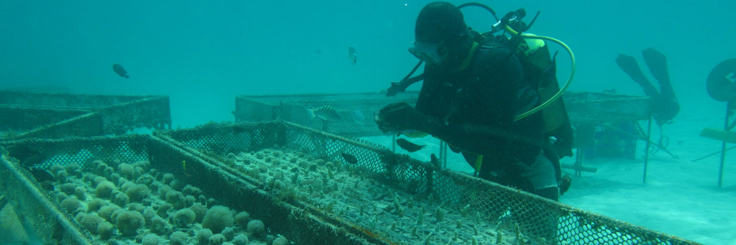What we do Coral Reef Care