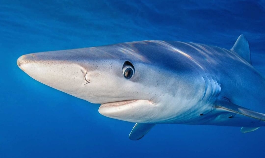Shark protection image